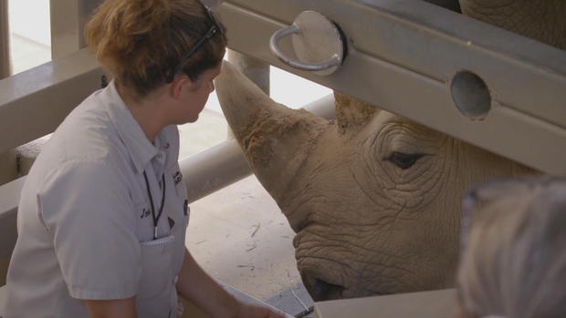 Second Southern White Rhino Impregnated Through Artificial Insemination At San Diego Zoo 