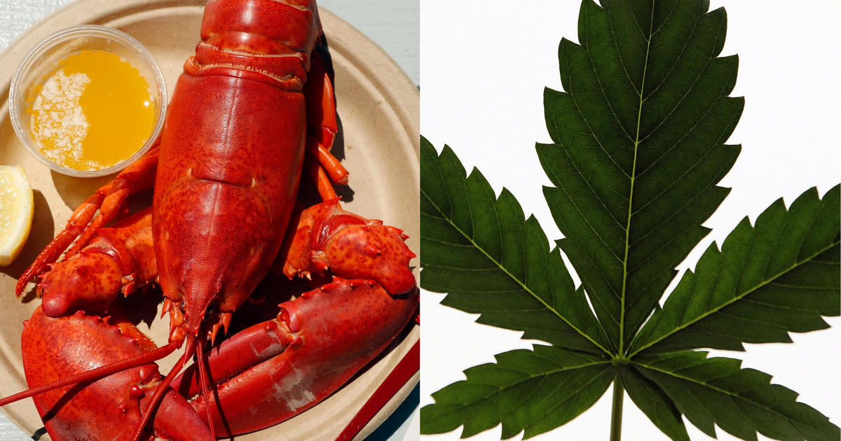 Maine Restaurant Sedating Lobsters With Marijuana To Ease The Pain Of Cooking Cbs News