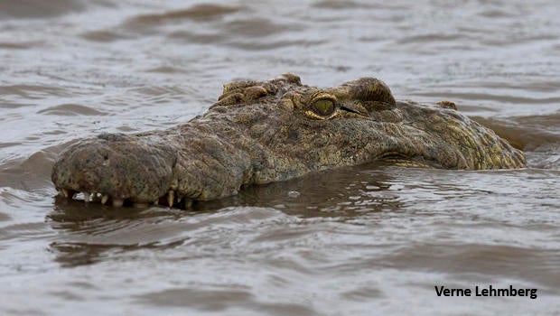 crocodile-head-sunset-lake-verne-lehmberg-dsc1877-620.jpg