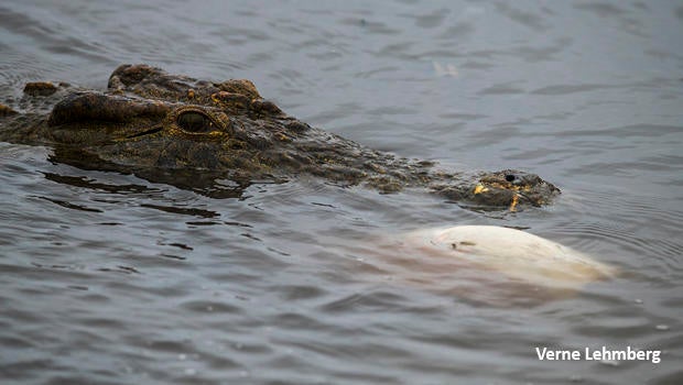 crocodile-impala-undewater-white-belly-showing-dsc2024-verne-lehmberg-620.jpg