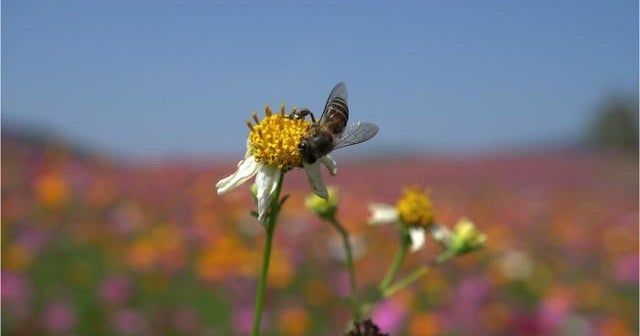 Roundup weed killer may play role in widespread bee deaths CBS News