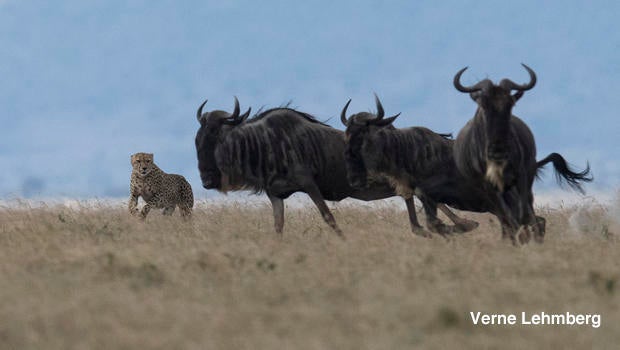 cheetah-chasing-wildebeest-verne-lehmberg-620.jpg