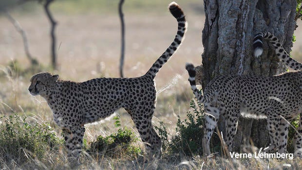 cheetah-marking-territory-verne-lehmberg-620.jpg