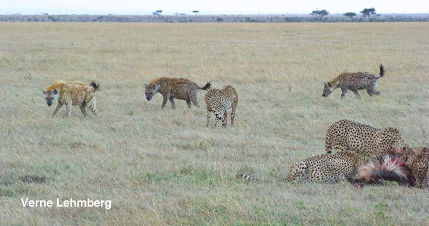 cheetah-and-hyaenas-4-verne-lehmberg-620.jpg
