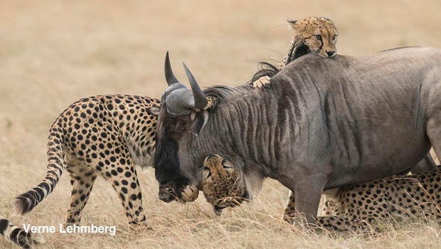 cheetahs-on-wildebeast-neck-clinch-verne-lehmberg-620.jpg