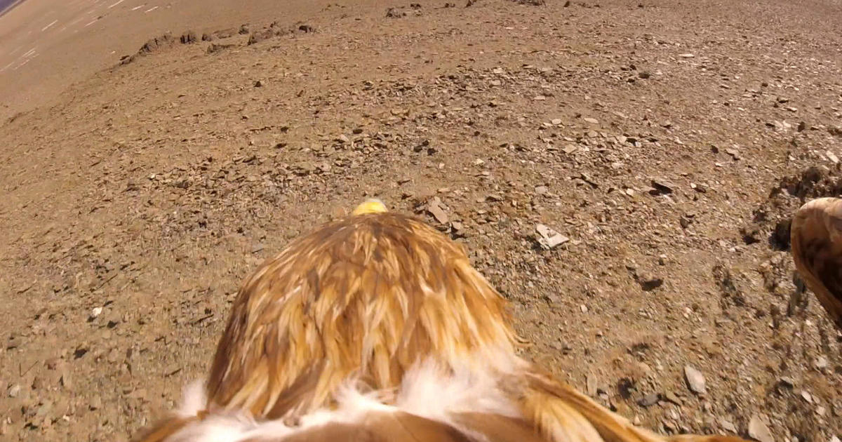 How 60 Minutes Put A Camera On An Eagle For A Birds Eye