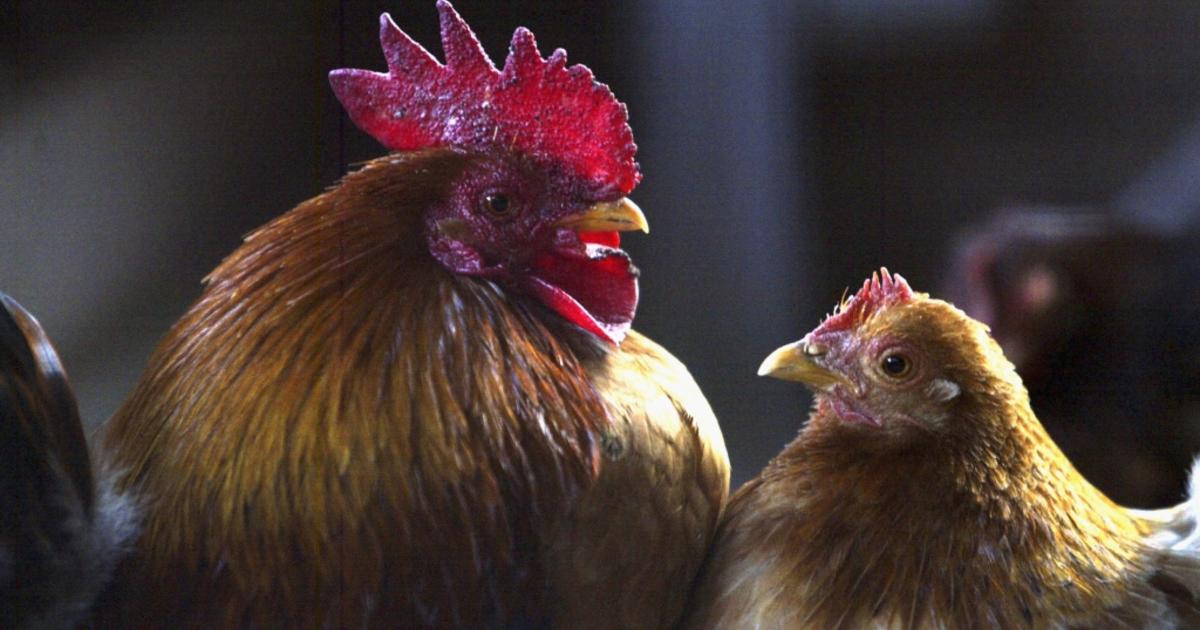 China reports rare human case of bird flu; health officials say it poses a low risk to others – World news