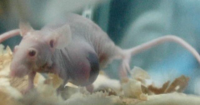 Scientists link cellphone radiation to cancer in rats