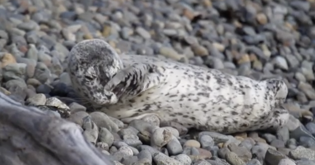 More sea lions washing up on Washington state beaches with gunshot