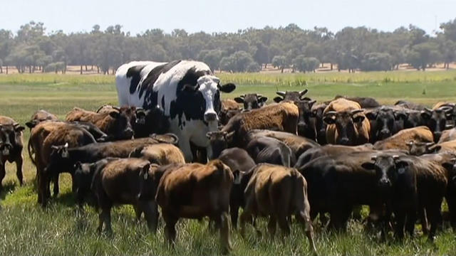 cow.jpg 