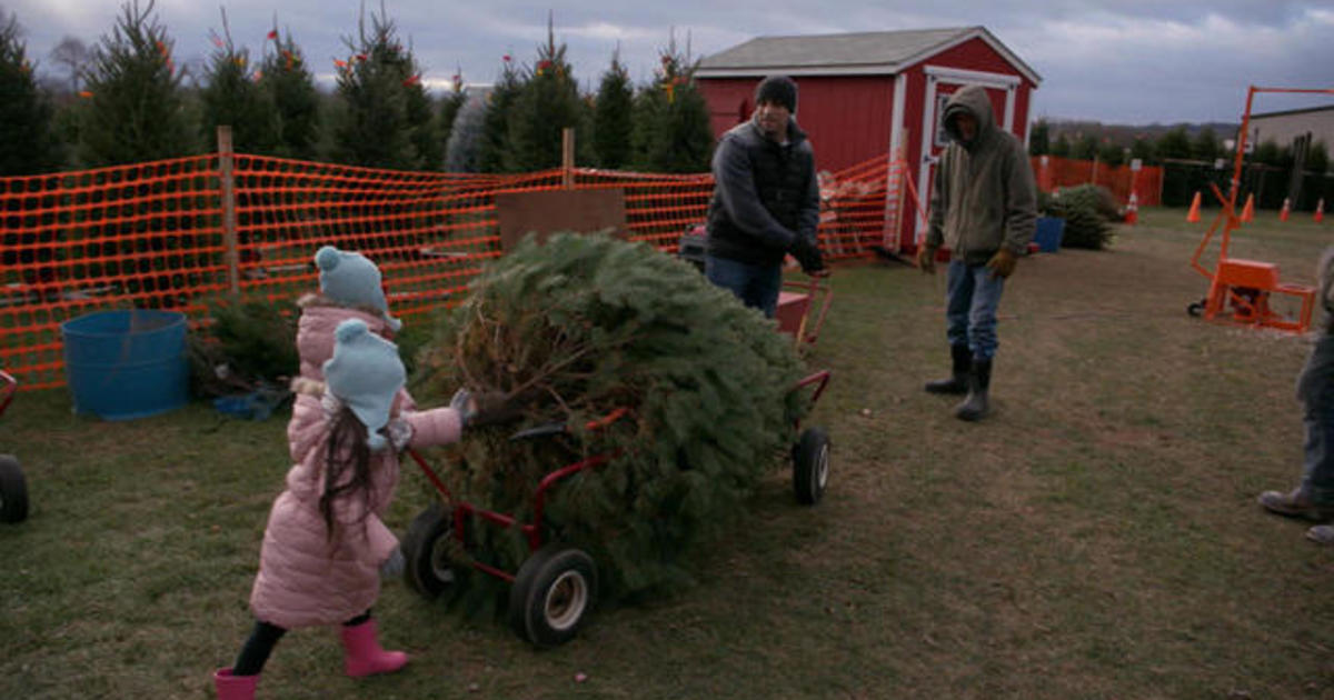 Debate over real vs. fake Christmas trees heats up - CBS News