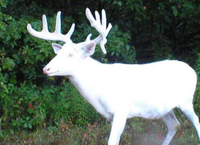 Nature Up Close White Deer Cbs News