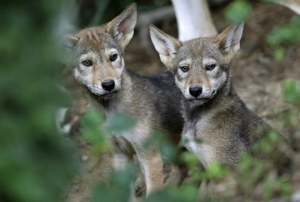 Red Wolf Pups 
