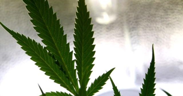 report marijuana on track to be legalized by the end of the year report marijuana on track to be legalized by the end of the year cbs news