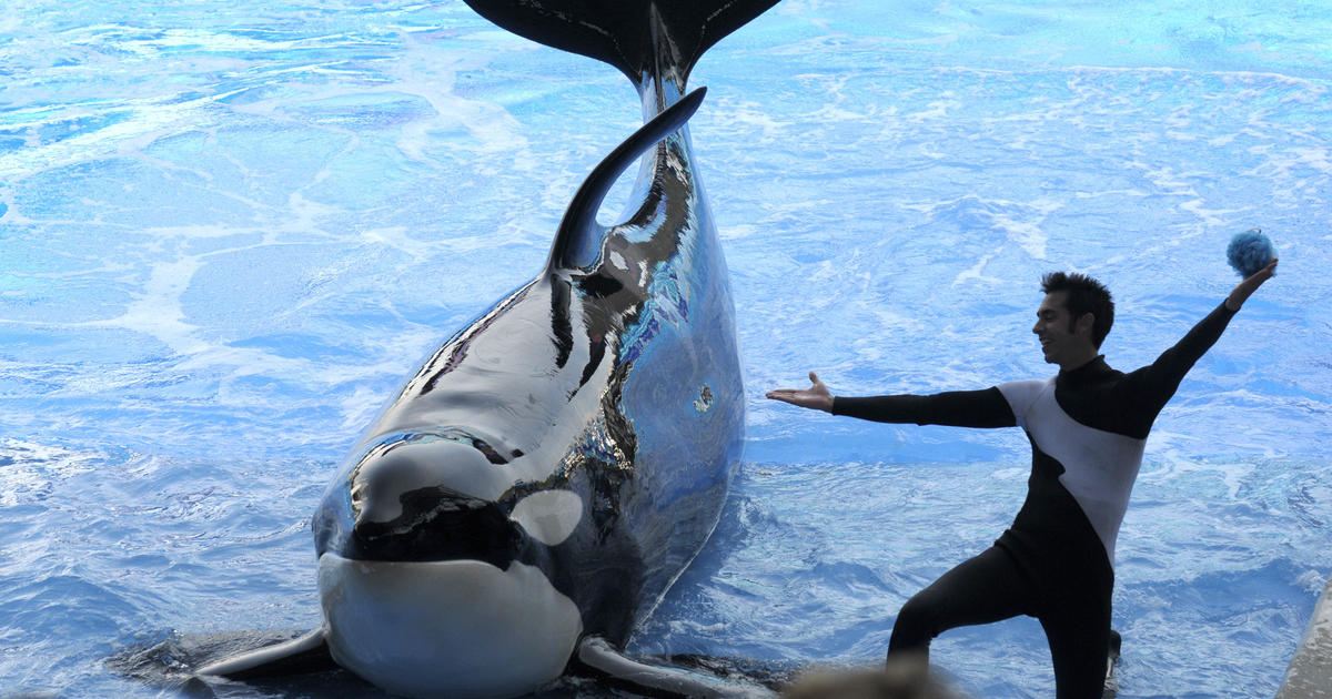 Seaworld Orca Dies 30 Year Old Whale Dies At Orlando Park Today Cbs News
