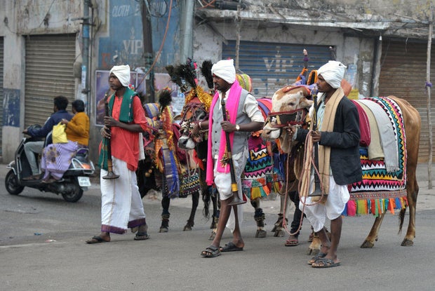 INDIA-RELIGION-HINDUISM-FESTIVAL-COW