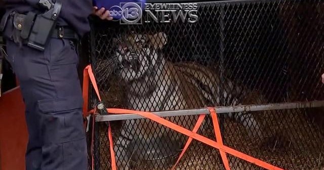 Tiger found in abandoned Houston home CBS News