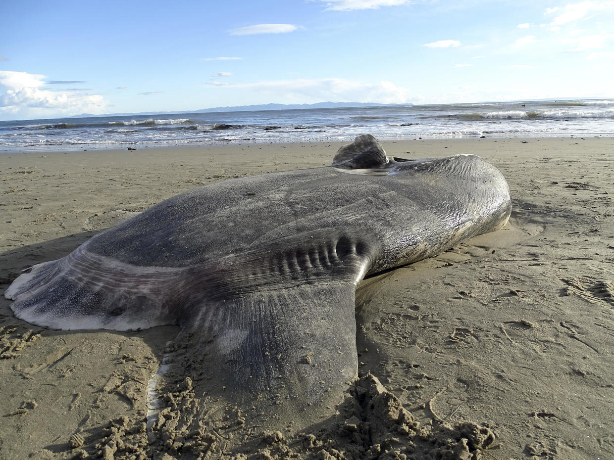 rare-7-foot-sea-creature-hoodwinker-sunfish-washes-ashore-in-southern