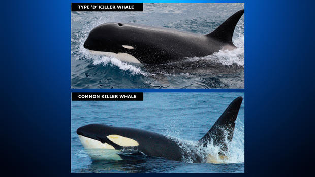 Two Types of Orca 