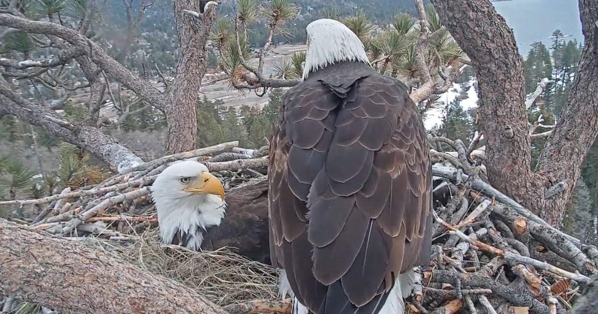 Bald Eagle Eggs Hatch In Big Bear Lake CBS Los Angeles