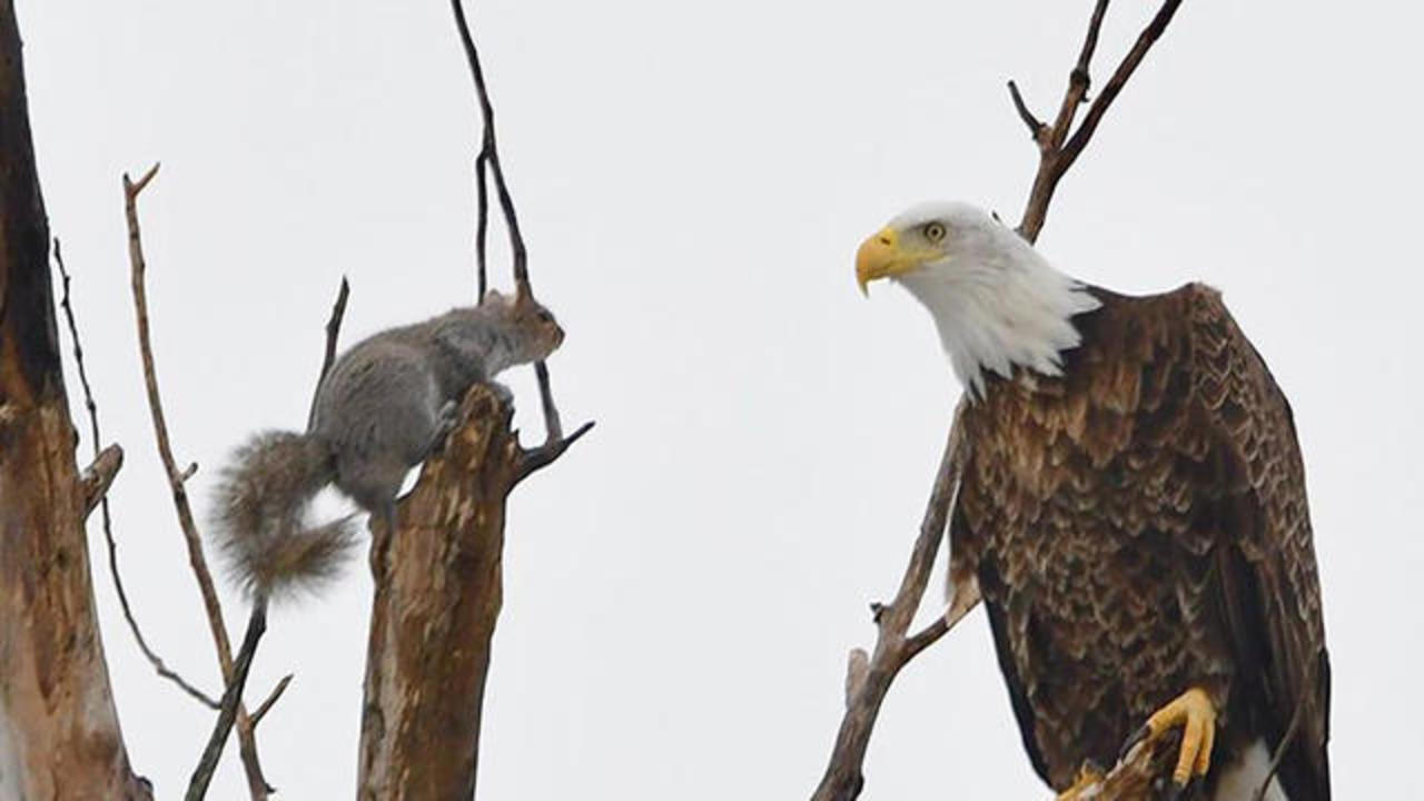 Photo Captures Standoff Between Bald Eagle And Squirrel Cbs News
