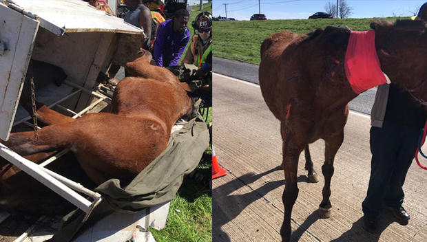 Arlington Horse Rescue 