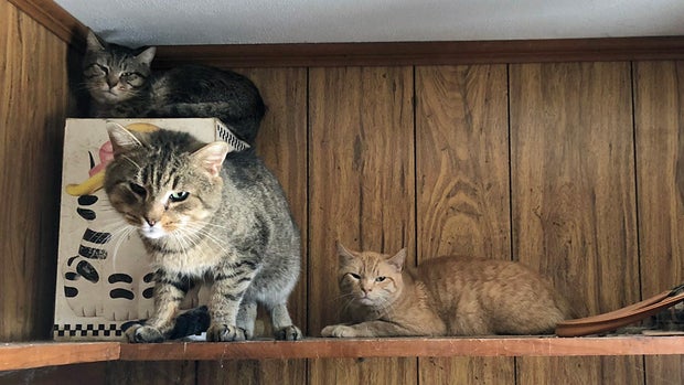 MSPCA Seizes 31 Cats In Fitchburg After Homeowner Dies - CBS Boston