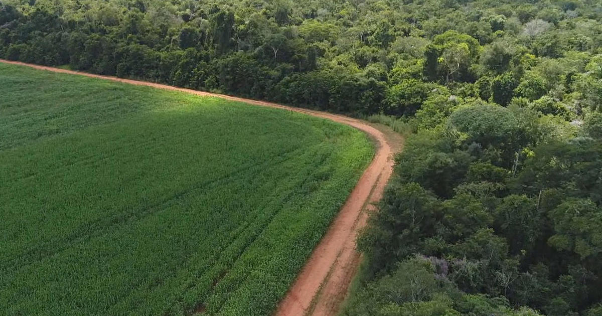 Earth Day 19 How Deforestation Threatens The Amazon Rainforest Cbs News