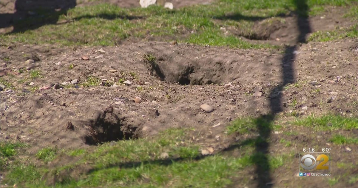 Rat Holes In Edgewater Give Residents Sinking Feeling CBS Chicago