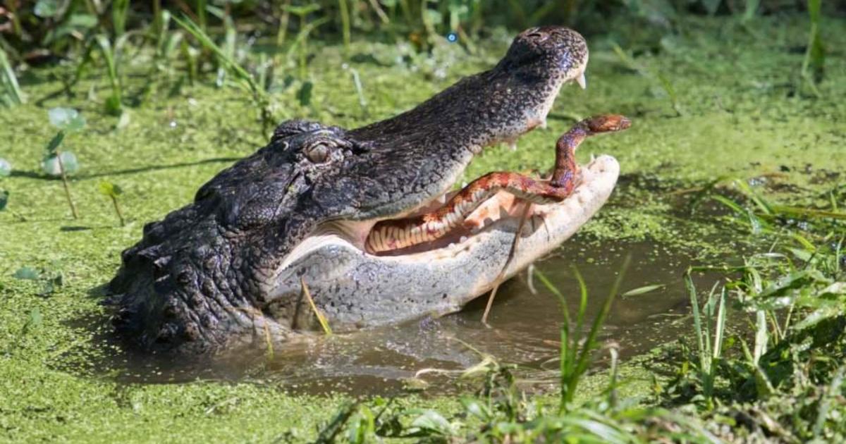 Alligator eating snake: Dramatic photos show snake trying to escape alligator's jaws in Florida - CBS News