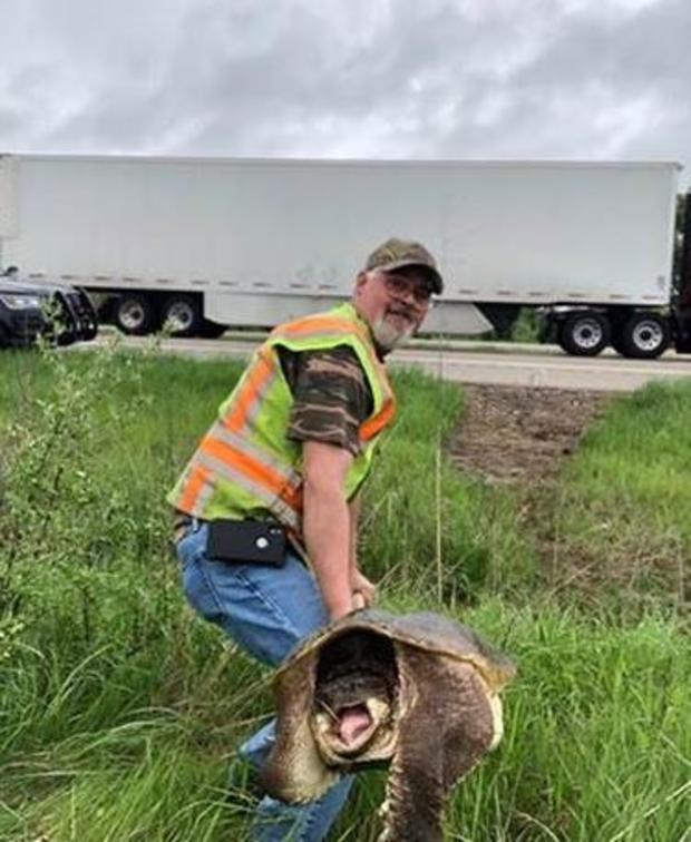 Turtle On I-74 