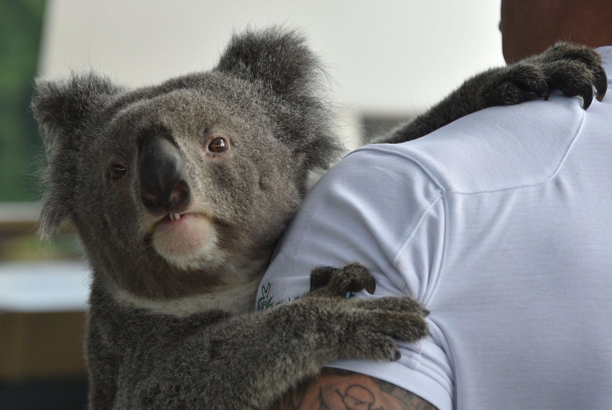 Koalas are in "serious trouble" because of wild dogs and chlamydia
