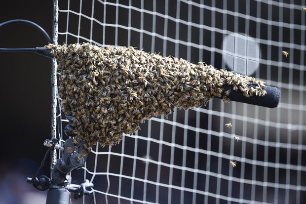 Swarm Of Bees Delays Mlb Game In San Diego Kcfj 570 Radio Network