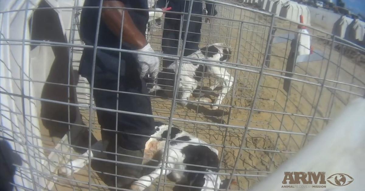 New Video Shows More Evidence Of Animal Cruelty At Fair Oaks Farms