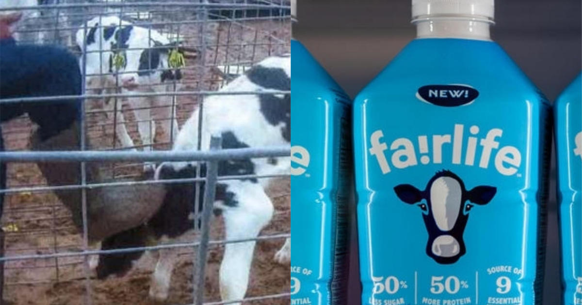 Fair Oaks Farms animal abuse After video exposes abuse at Fair Oaks