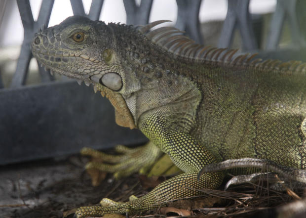 Florida Fish And Wildlife Commission Tries To Curb Iguana Population 