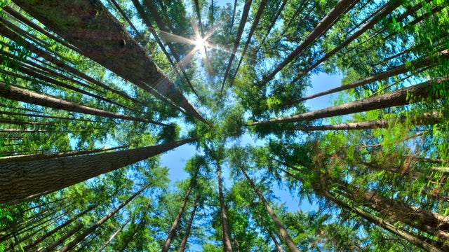 Look up in a dense pine forest