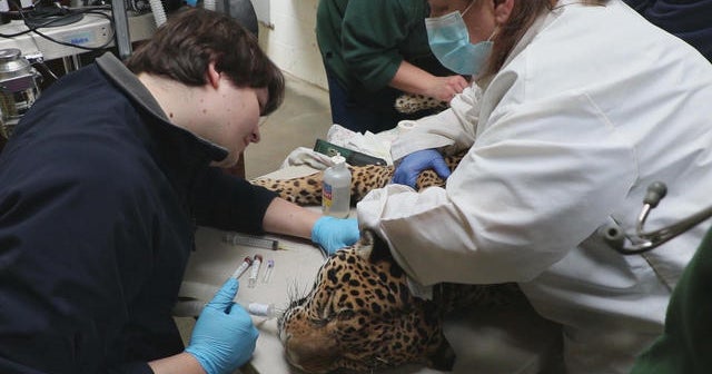 Why some Harvard medical students are starting veterinary rotations CBS News