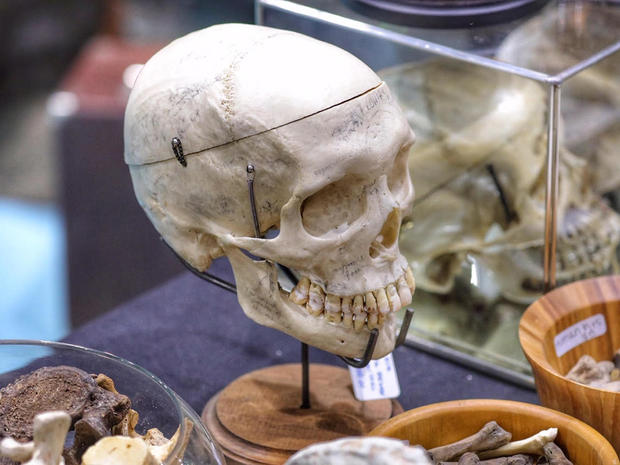 oddities and curiosities expo