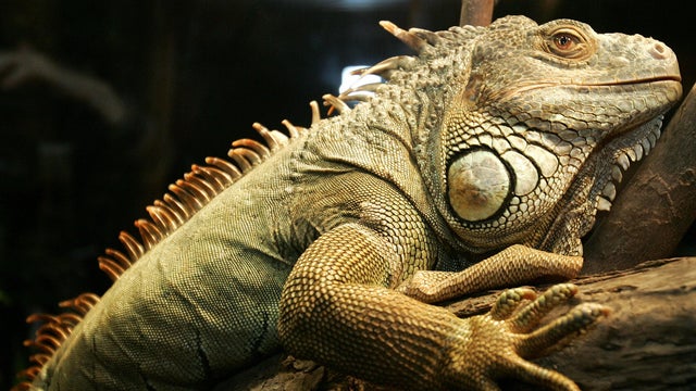 A live green iguana sits on a tree branc 