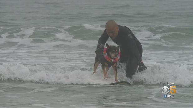 Surfing Dog Abbie Girl and Owner 
