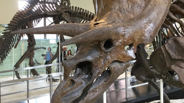 triceratops-at-american-museum-of-natural-history-judy-lehmberg.jpg