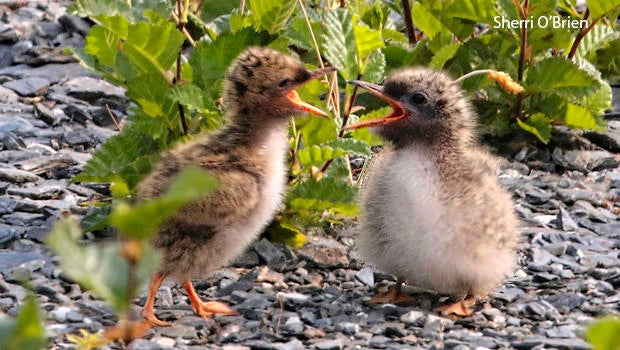 arctic-tern-chicks-sherri-obrien-620.jpg