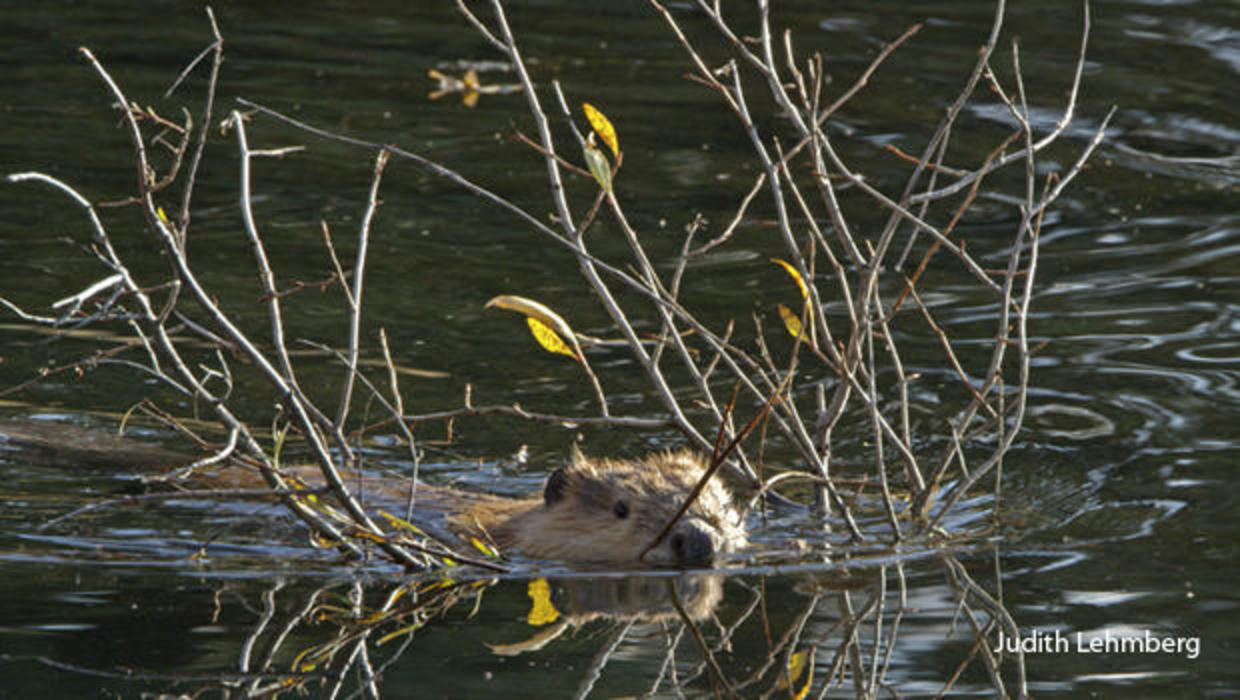 Nature Up Close Beavers The Master Engineers Cbs News