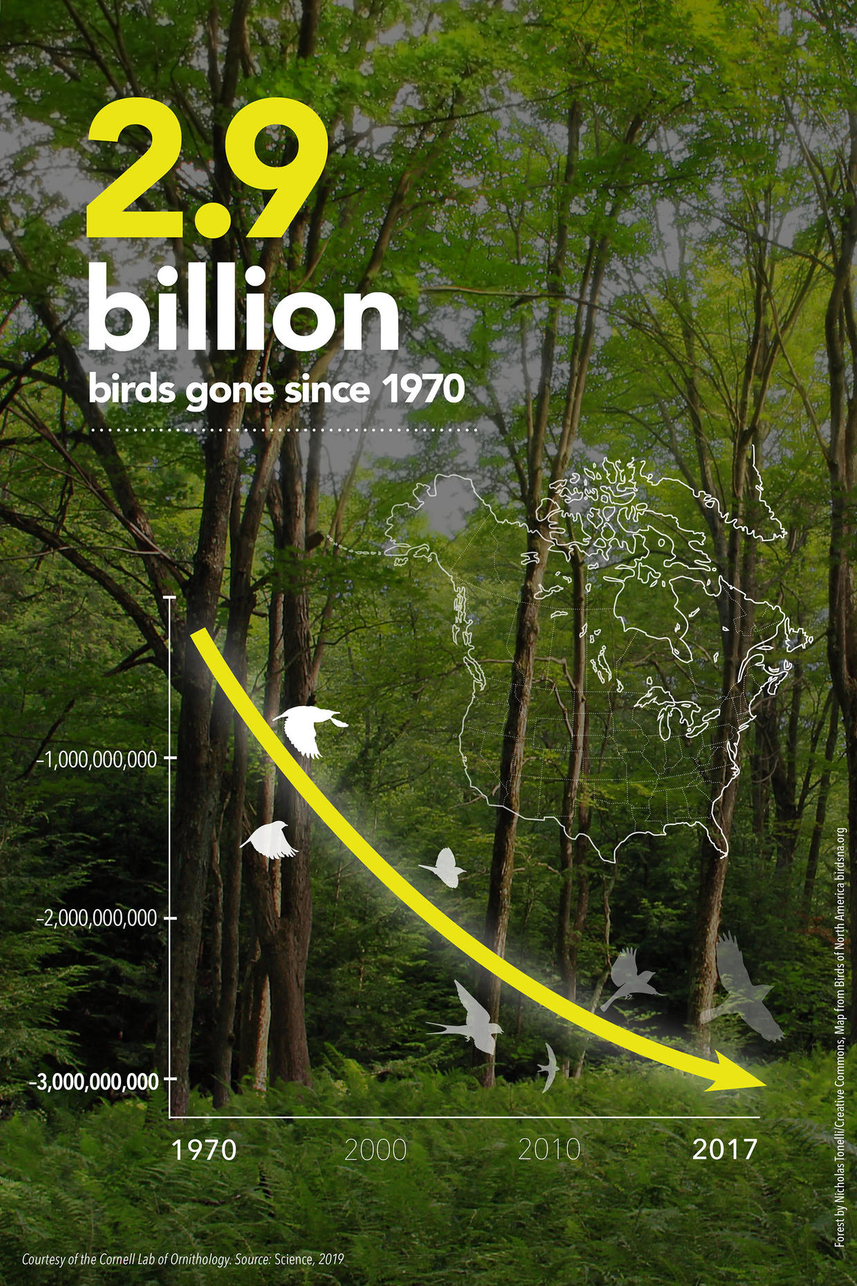 Bird population North America has lost nearly 3 billion birds since