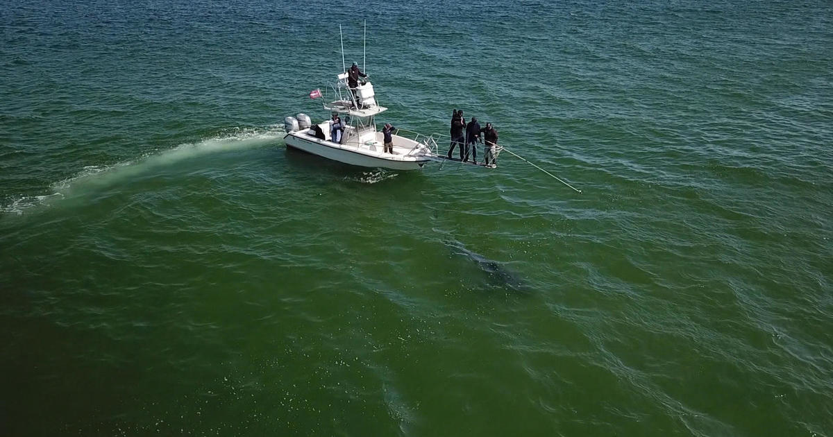 Why are great white sharks swimming so close to North Atlantic beaches? - Flipboard