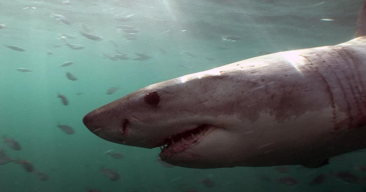 Shark sighting: Great white shark attacks a seal; researchers show how sharks are tagged in "60 Minutes" report - CBS News