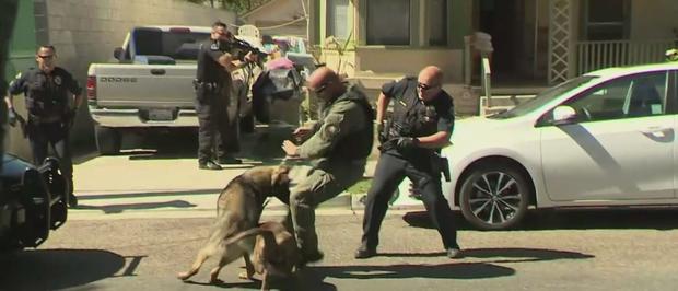 Caught On Video: Police K-9 Attacked By Pit Bull In Anaheim 