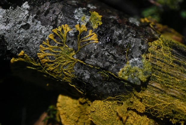 Physarum Polycephalum