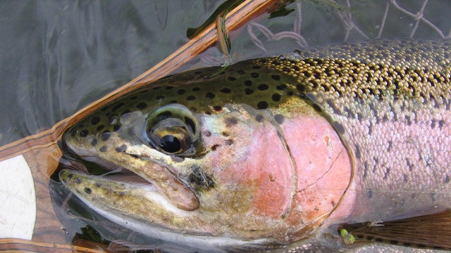 rainbow-trout-from-creek-in-big-horn-county-mt-black-caddis-in-mouth-judith-lehmberg-promo.jpg